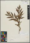 Foto von Salix alba L. x Salix fragilis L.
